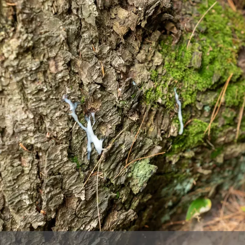 Meet The Extremely Sexy Lumberjack Axel Reed 20